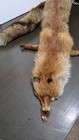 Real Red Fox Pelt Taxidermy Fur Full Body Head Detached Tail No 1leg Craft decor