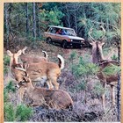 1991 Range Rover Tan Suv 4x4 Deer Woods Vintage Print Ad Auto Advert