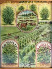 Antique J w  Salzer Seed Advertising Sand Vetch Clover Farm Print Framed 9x11