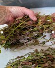 20 Ludwigia Repens Red Fresh Live Aquarium Plants Bunch Freshwater  Buy 2 Get 1 