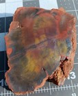 Arizona Rainbow Petrified Wood Wood Grain bark Fossil Display Specimen A  Color