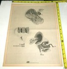 Yes Iron Butterfly Dada Vintage Original Album Ad Advert 1971 Squire Prog Rock
