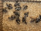 10 2 Mountain Quail Eggs