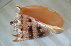 Cymbiola Imperialis  7 1 2   199 Mm - Siasi Isl  Sulu Archipel As Is Please Read