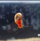Large Ramshorn Snails 5 10 Pack Live Freshwater Aquarium Clean Up Crew