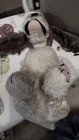 Vintage Original Steiff Cockie Mohair Plush Cocker Spaniel  No Tags Or E Button