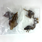 Bandai Gashapon Mini Collection Figure Insect 02 Ghost Mantis Brown Japan