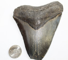 Megalodon Shark Tooth Fossil No Repair Natural 4 35  Huge Beautiful Tooth