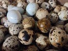 120 Mixed Colors Coturnix Quail Hatching Eggs