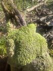 Live Pillow Moss Aka Cushion Moss Or Star Moss  1 Square Foot