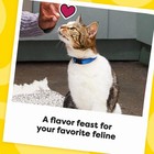 Temptations Cat Treats  Classic Crunchy And Soft Cat Treats Catnip Fever 30 Oz