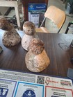 Antique Vintage Ornate Cast Iron Ball  Foot Bath Tub Feet Lot Of 4