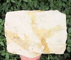 Mesozoic Cretaceous Period Jehol Biota Enantiornis Birdleg Confuciusornis Fossil