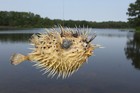 7 -9  Porcupine Fish restaurant Decor taxidermy Sea Life teachers Aids p-2
