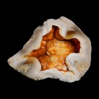2 2  Agatized Coral Slabs Fossil Oligocene And Miocene Epochs Tampa Bay Florida
