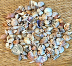 1 2 Cup Of Tiny To Small Sea Shells - Great For Crafting