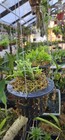 Schlumbergera Lutea Sbsp  Lutea