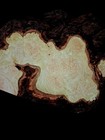 Xl Insanely Curly Birdseye Maple Burl Wood Slab  Epoxy Wood  Curly Maple  Maple 