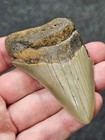 3 Authentic Prehistoric Megalodon  Fossil Shark Tooth Teeth Free Shipping 