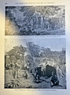 1901 Australia New South Wales Queensland Sydney Victoria Illustrated