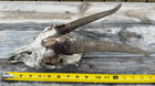 Goat Skull From Texas - Item  519-3