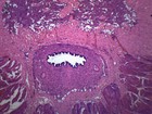 Mammalian Penis - Cs - Prepared Slide - 75x25mm - Eisco Labs