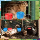 100 Pcs Cage Cup Bird Cage Feeder Chicken Feeding Bowl Hanging Food And Water