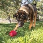 Kong Ball With Hole - Durable Dog Fetch Toy For Training  Large  Red 