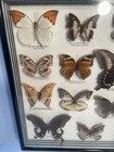19 Specimen Butterflies Behind Glass 14 X 18  Ready To Hang