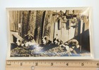 Snapshot Vintage Photo Cute Puppies Dogs Animals Pets Las Vegas Nm St Bernard 