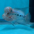 Super Red Dragon Flowerhorn Male 4 5  Inch King Kamfa Big Kok  srd04  D25-01