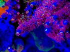 Poto Kingda Ka - Live Coral Frag Sps acropora