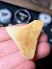 Beautiful Chilean Fossil Great White Shark Tooth Fossils Sharks Teeth Ocean