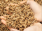 Live Black Soldier Fly Larvae 250   1000 Count   Size   Live Arrival Guarante
