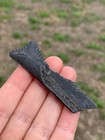 Rare Coal Mine Fossil Edestus Jaw Section With Tooth Quality Pyrite