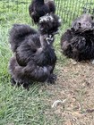 Silkie Hatching Eggs Mottled  Showgirl  Frizzle     6 Eggs   