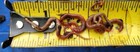 1000 Red Wigglers Worms Pet Food Fishing Compost Starter Bed Compost All Natural