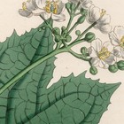 Curtis Botanical Magazine 1833 Vintage Flower Print 90 Cyme-flowered Diphylleia