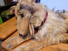 Vintage Mid 20th Century  Steiff Germany Mohair Collie Dog W  Button