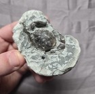 Rare Fossil Pulalius Crab From The Eocene Of Washington Arthropod Crustacean 