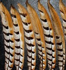 12 Beautiful Venery Pheasant Tail Feathers 8 -12  Length
