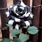 20pcs Rare Black   White Rose Seeds - Non-gmo Heirloom Variety