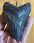 Sale   Nice Black Georgia Megalodon Tooth Replica 3 5 8  Great Serrations