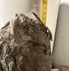 Impressive 14    X 10    Yellow Jacket Hornets Nest W  Specimen - Science  Etc