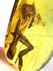Burmite Amber Fossil - Sc6231 Partial Lizard W  Certificate