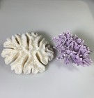 Set Of Two Rare Coral - 1 California Purple Coral   1  White Brain Coral 