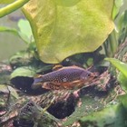 Celestial Pearl Danio galaxy Rasbora 3 Pack Live Nano Fish Usa Hobbyist Bred 