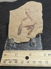 Fossil Fish Knightia Eocaena Mortality Plate Green River Fm Eocene Wyoming 