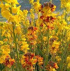 300  English Wallflower Seeds   fresh Seeds     free Shipping  