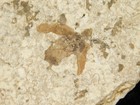 Winged Insect Fossil 100  Natural From Fossil Lake Wyoming 25 6gr